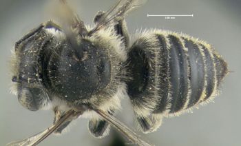 Media type: image;   Entomology 610866 Aspect: habitus dorsal view